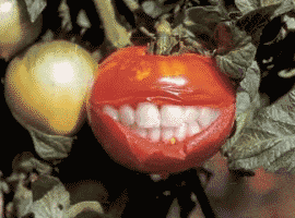 Śmiejący się pomidorek